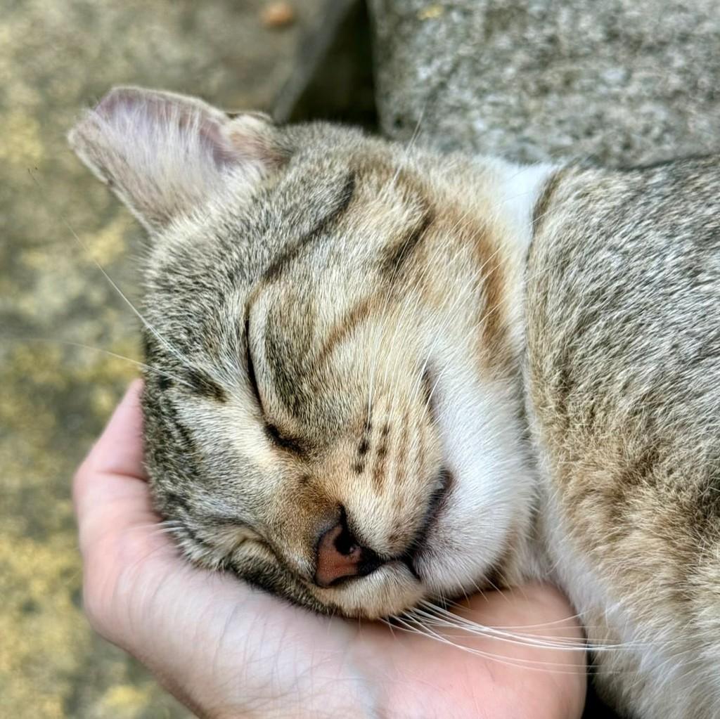 Pantaleão, gato de porte médio para adoção em Recife - PE