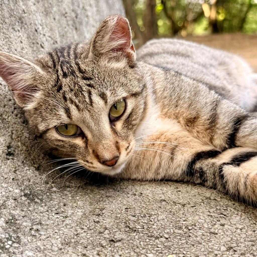 Pantaleão, gato de porte médio para adoção em Recife - PE — foto 2 de 3