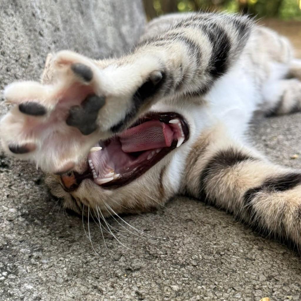 Pantaleão, gato de porte médio para adoção em Recife - PE — foto 3 de 3