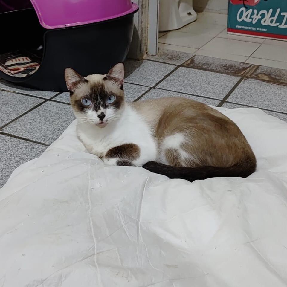 Panda, gata de porte médio para adoção em Recife - PE