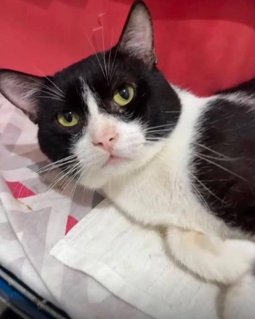 Brás, gato de porte médio para adoção em Recife - PE