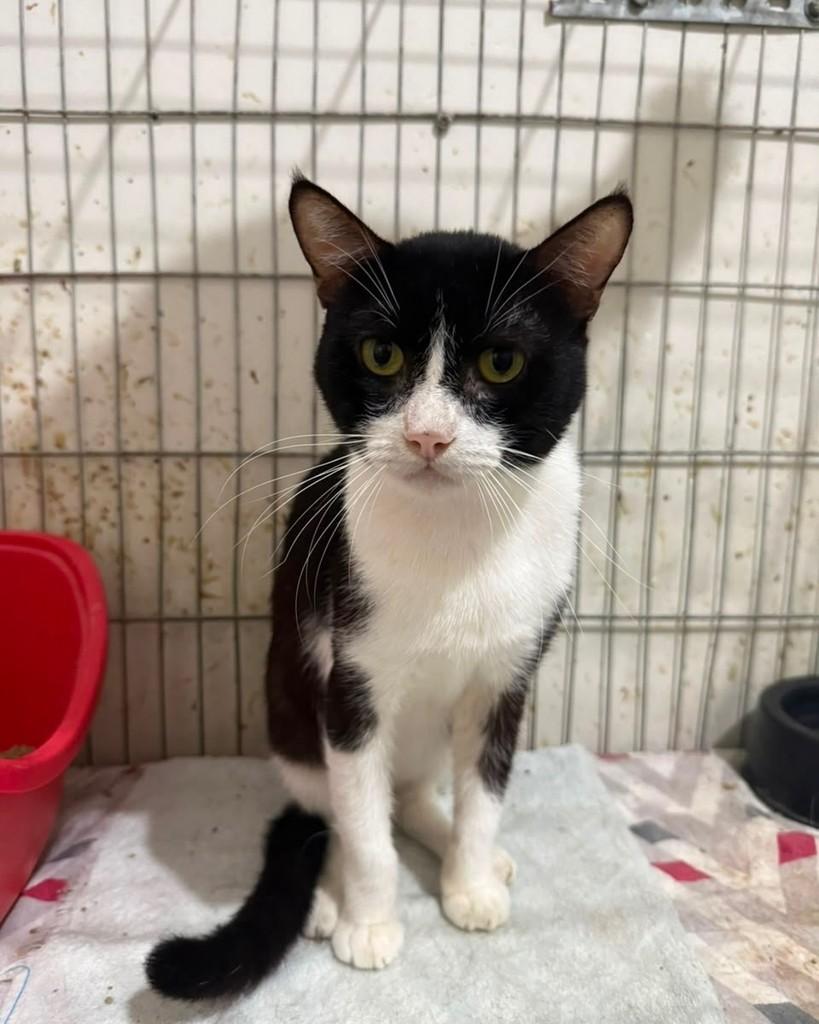 Brás, gato de porte médio para adoção em Recife - PE — foto 2 de 2