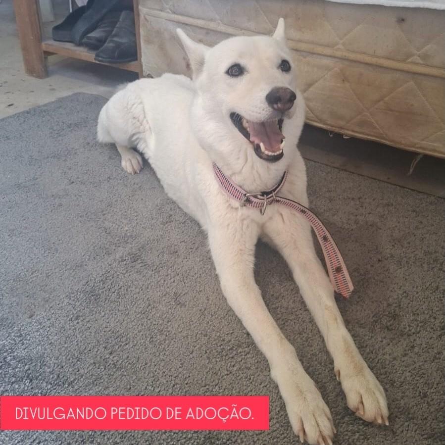 Safira, cadela de porte médio para adoção no Recife - PE