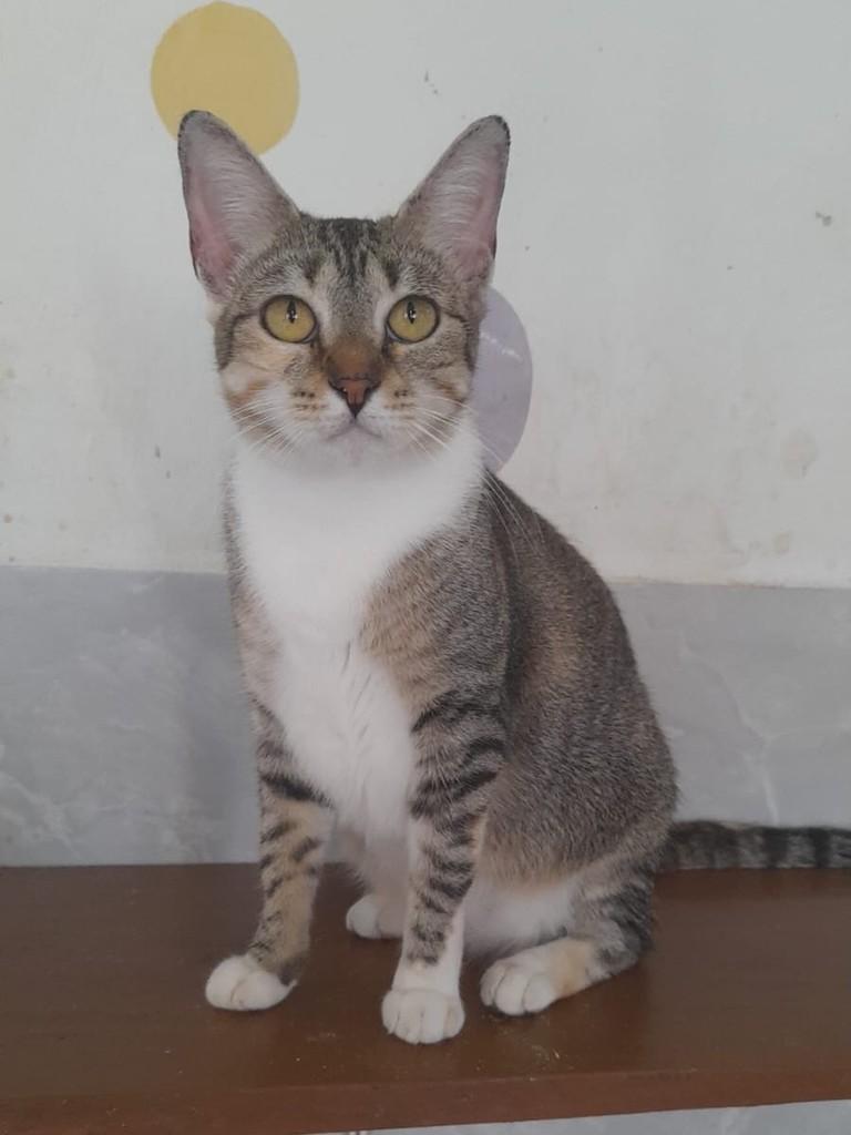 Victoria, gata de porte pequeno para adoção no Recife - PE