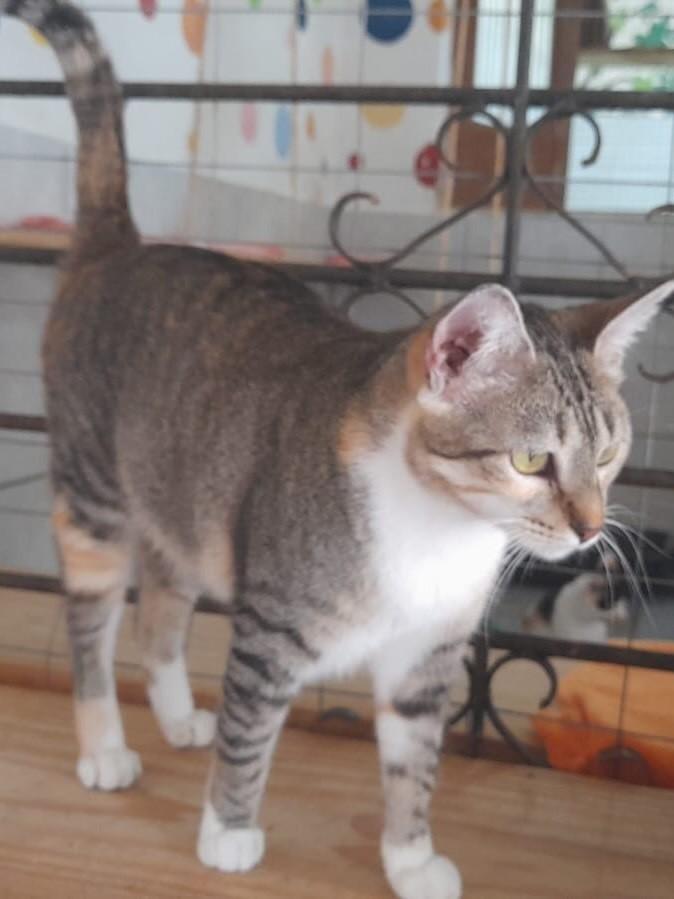 Victoria, gata de porte pequeno para adoção no Recife - PE — foto 2 de 2