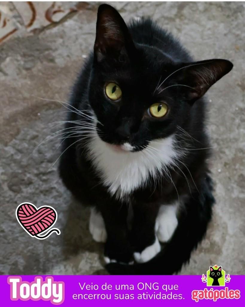 Toddy, gato para adoção em São Paulo - SP