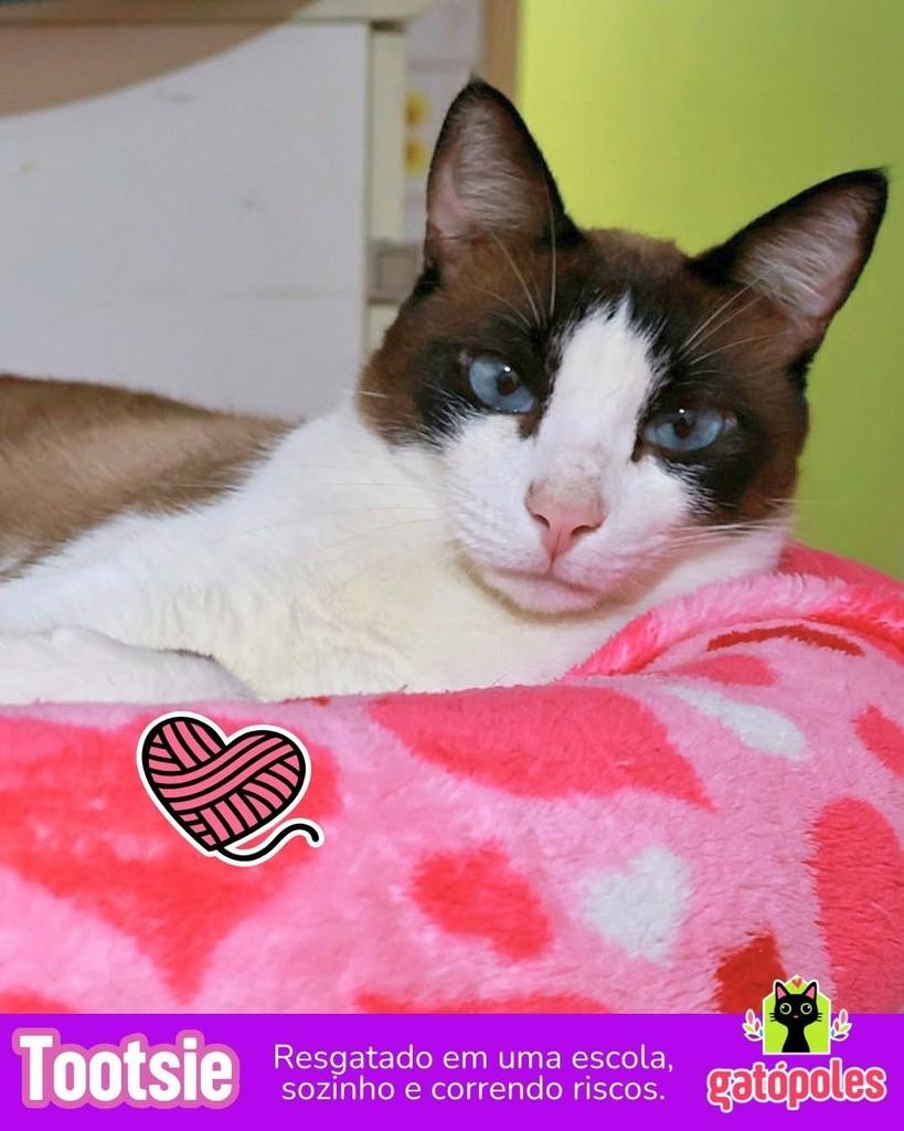 Tootsie, gato para adoção em São Paulo - SP