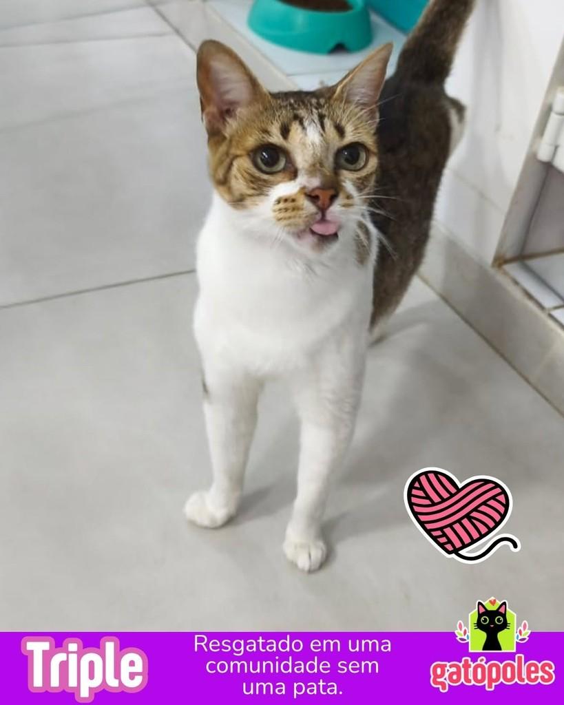 Triple, gato de porte médio para adoção em São Paulo - SP
