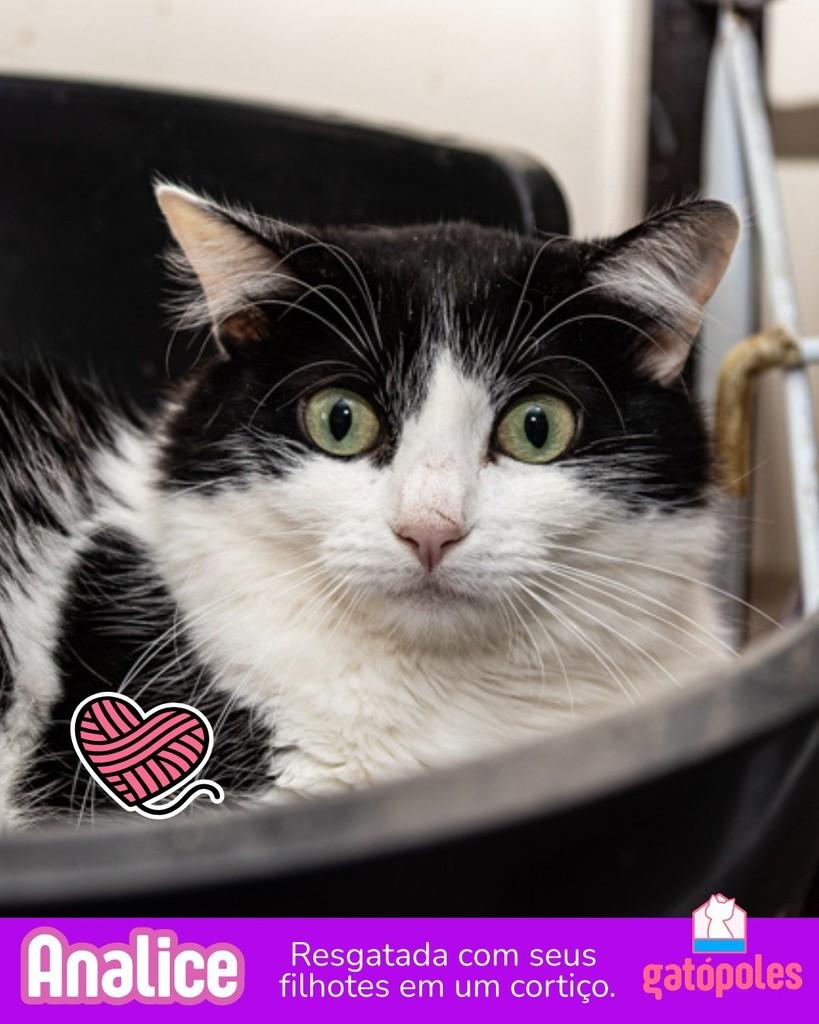 Analice, gato para adoção em São Paulo - SP