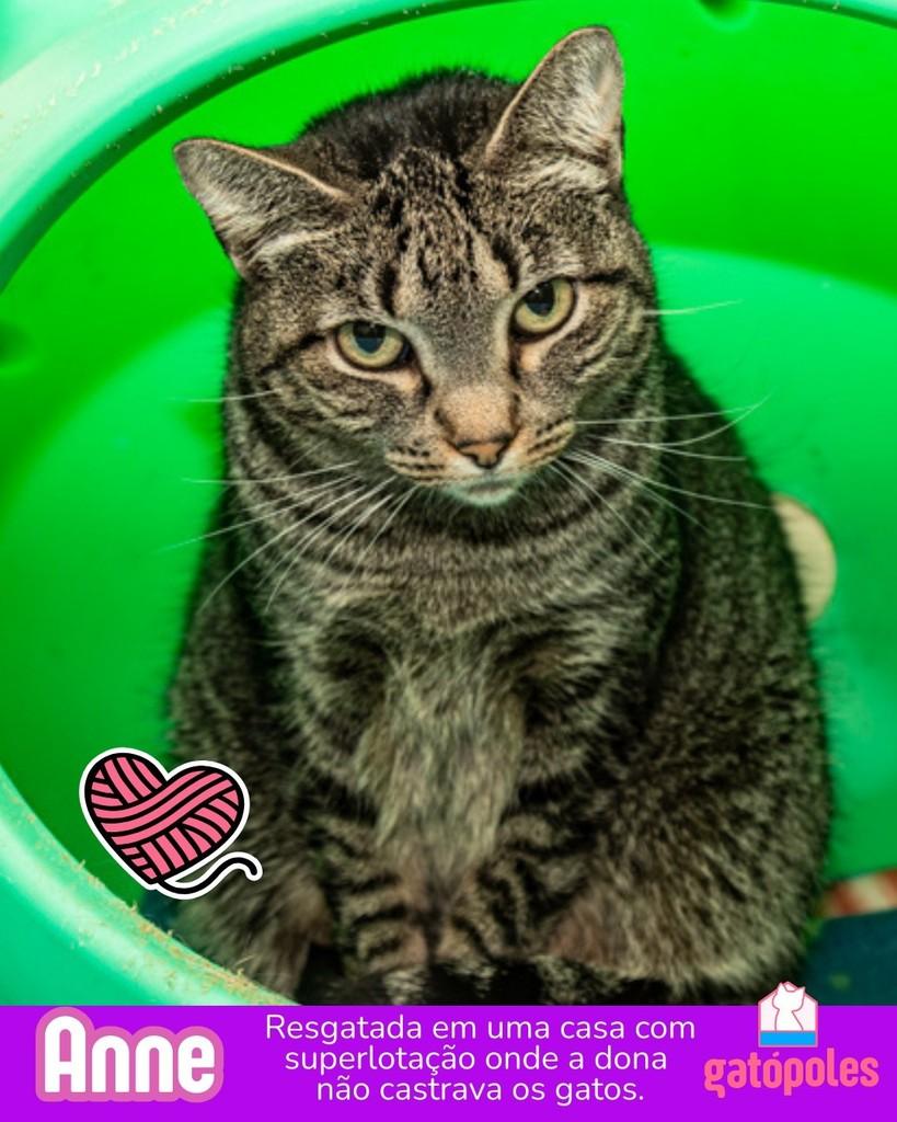 Anne, gato para adoção em São Paulo - SP