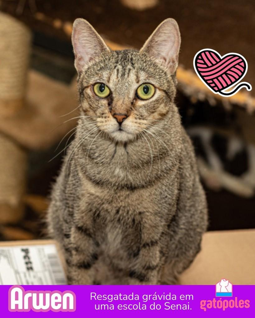 Arwen, gato para adoção em São Paulo - SP