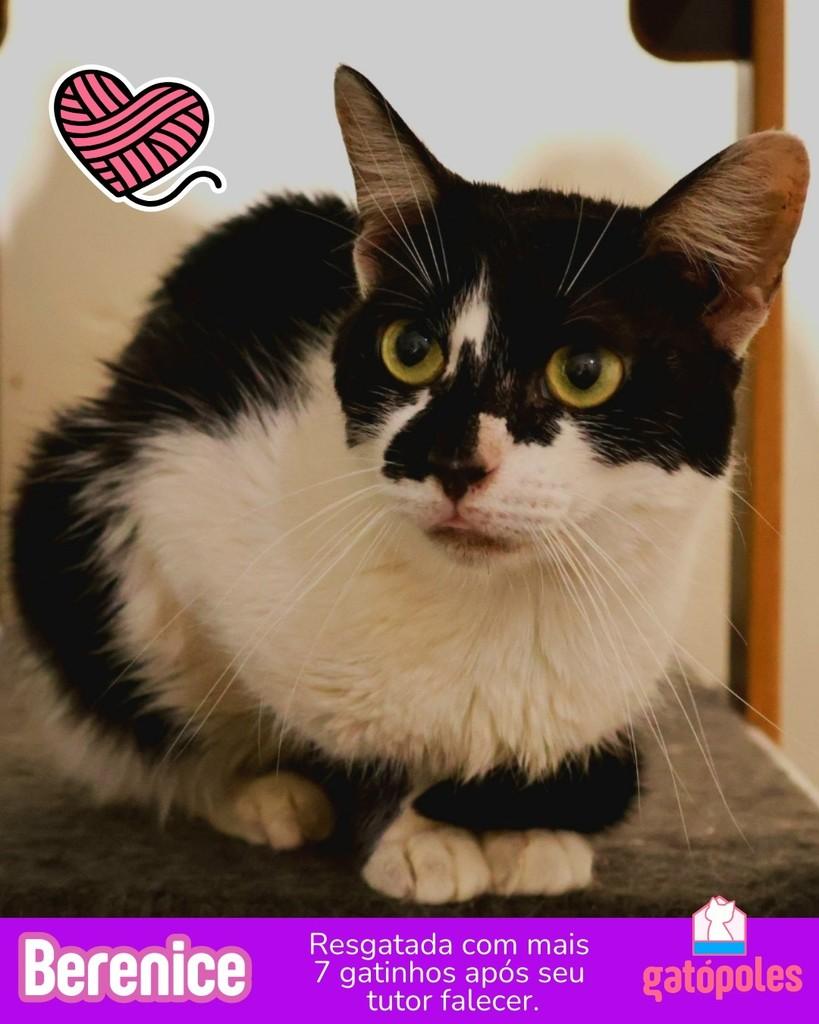 Berenice, gato para adoção em São Paulo - SP