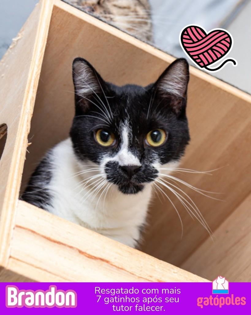 Brandon, gato para adoção em São Paulo - SP