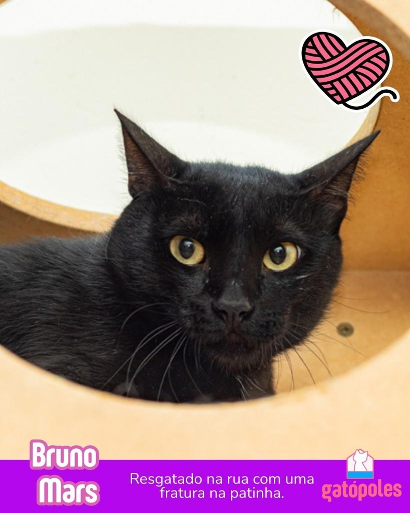 Bruno Mars, gato de porte médio para adoção em São Paulo - SP