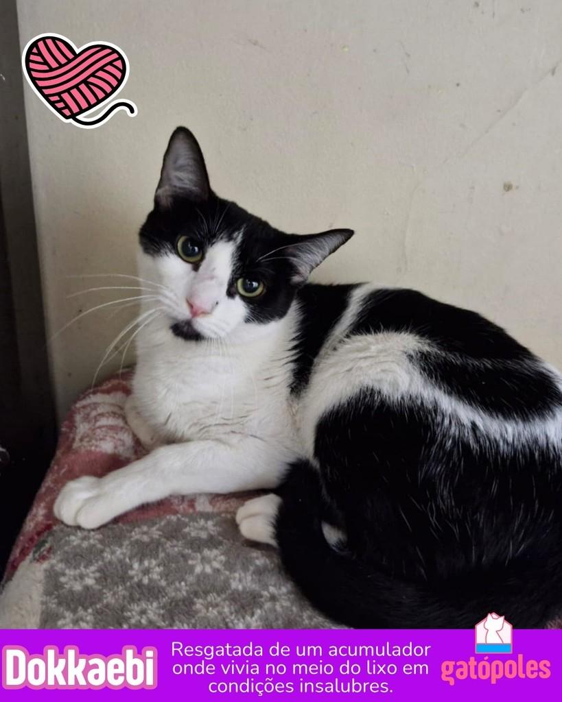 Dokkaebi, gato para adoção em São Paulo - SP