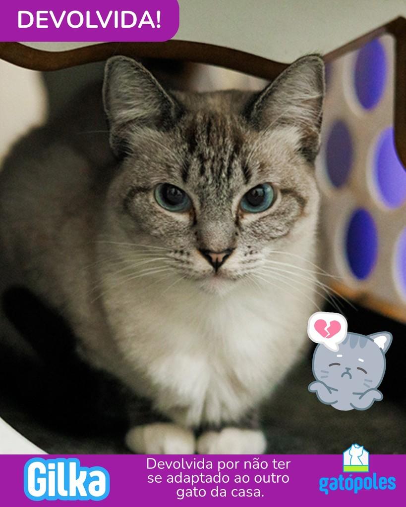 Gilka, gato para adoção em São Paulo - SP