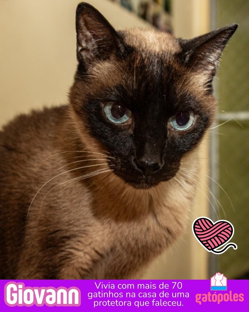 Giovann, gato de porte pequeno para adoção em São Paulo - SP