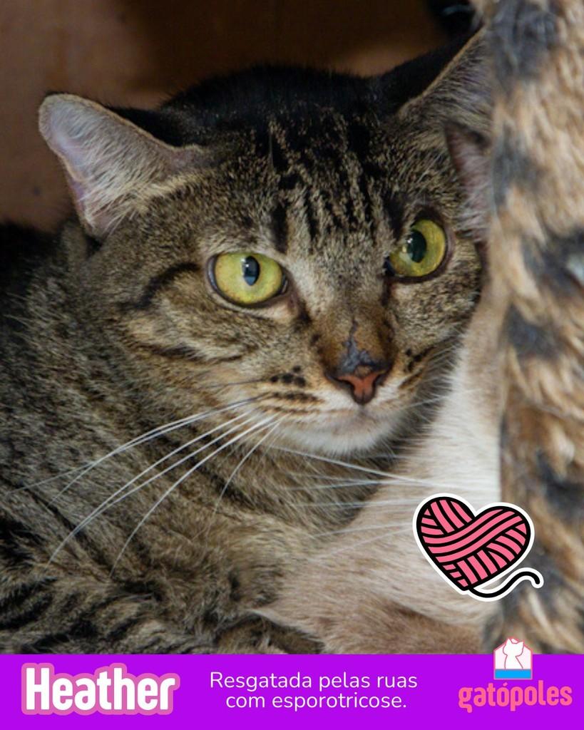 Heather, gato para adoção em São Paulo - SP