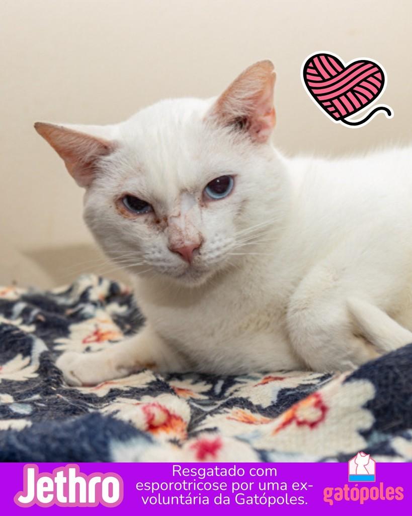Jethro, gato de porte médio para adoção em São Paulo - SP