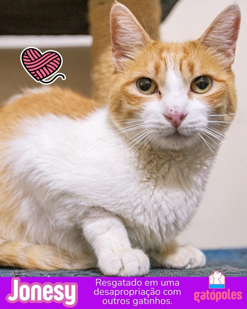 Jonesy, gato de porte médio para adoção em São Paulo - SP