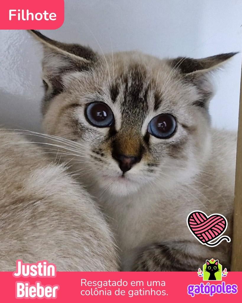 Justin Bieber, gato de porte pequeno para adoção em São Paulo - SP