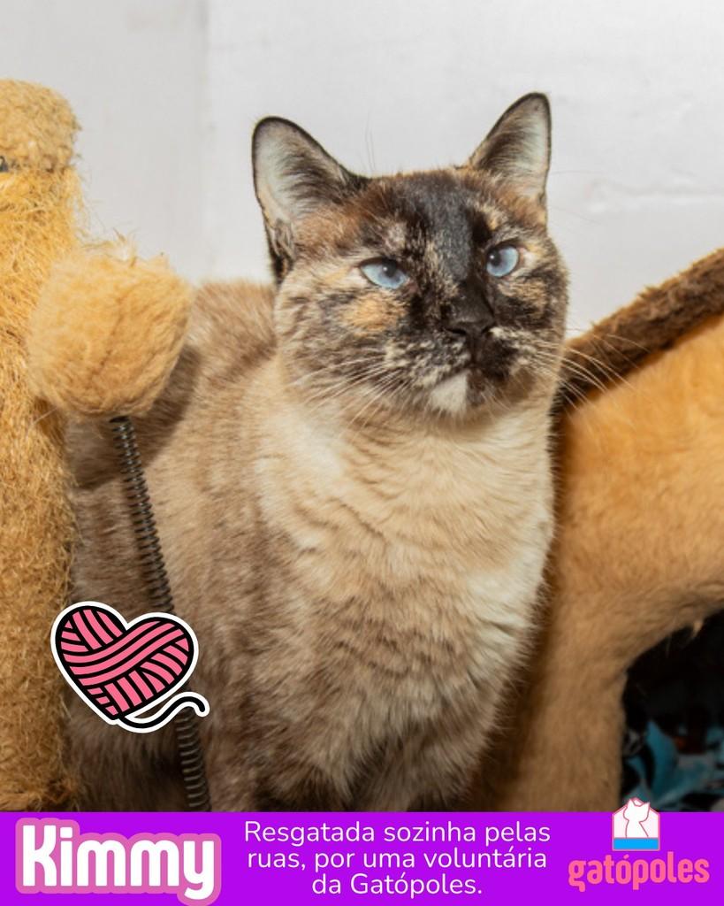 Kimmy, gato para adoção em São Paulo - SP