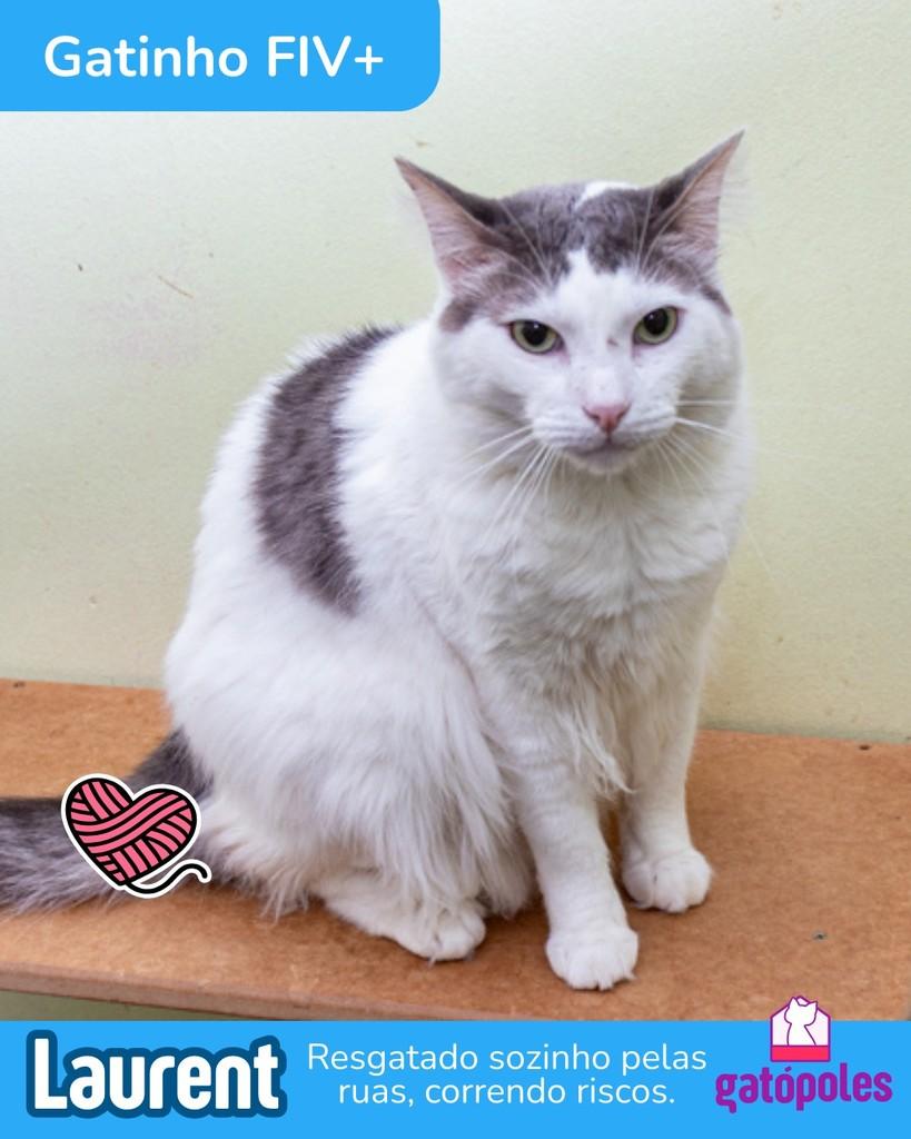 Laurent, gato de porte médio para adoção em São Paulo - SP