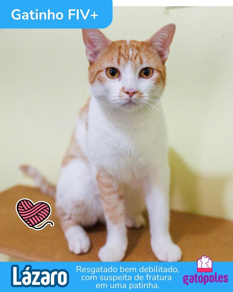 Lázaro, gato de porte médio para adoção em São Paulo - SP
