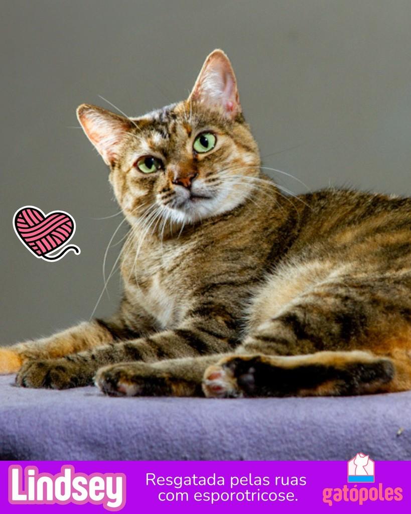 Lindsey, gata de porte pequeno para adoção em São Paulo - SP