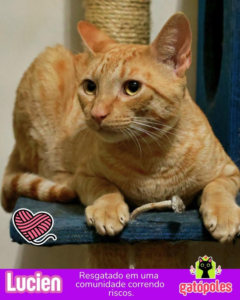 Lucien, gato para adoção em São Paulo - SP