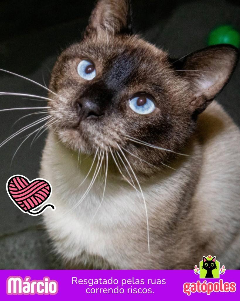 Márcio, gato para adoção em São Paulo - SP