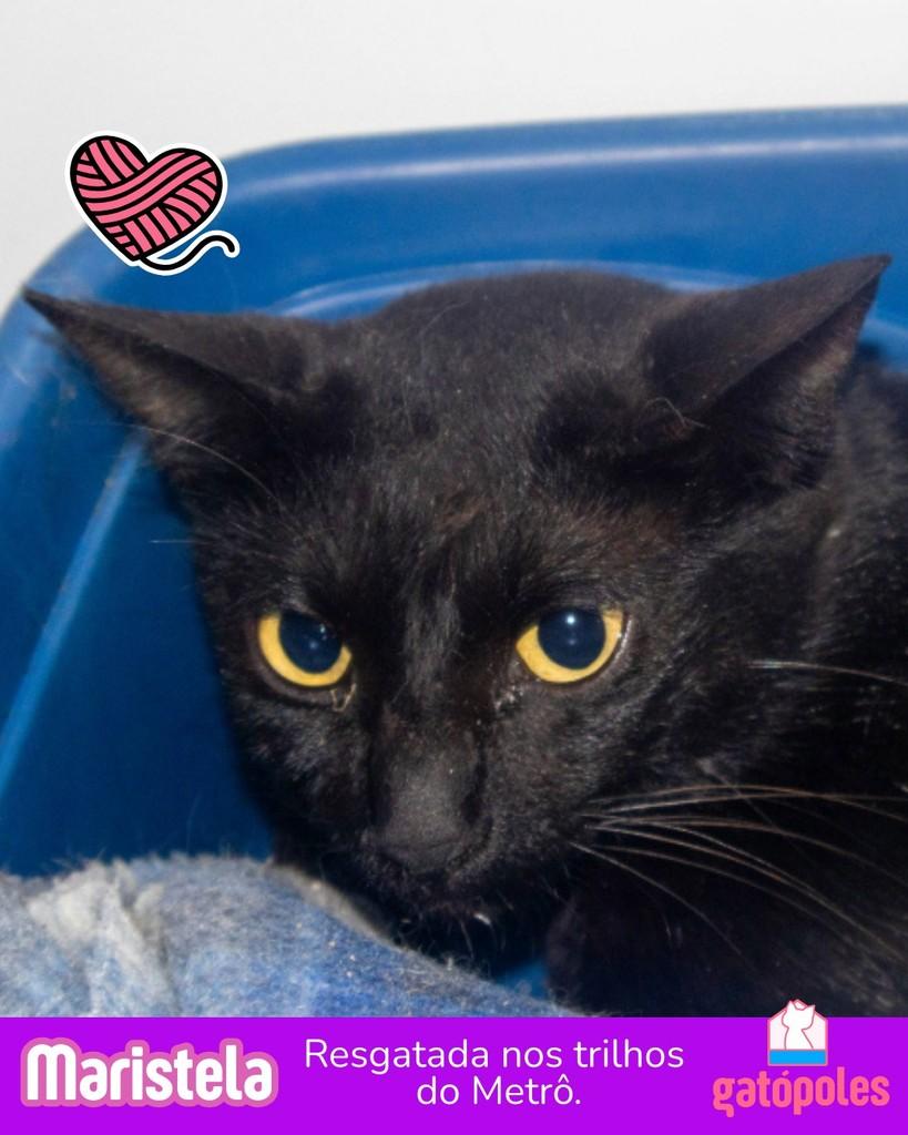 Maristela, gato para adoção em São Paulo - SP