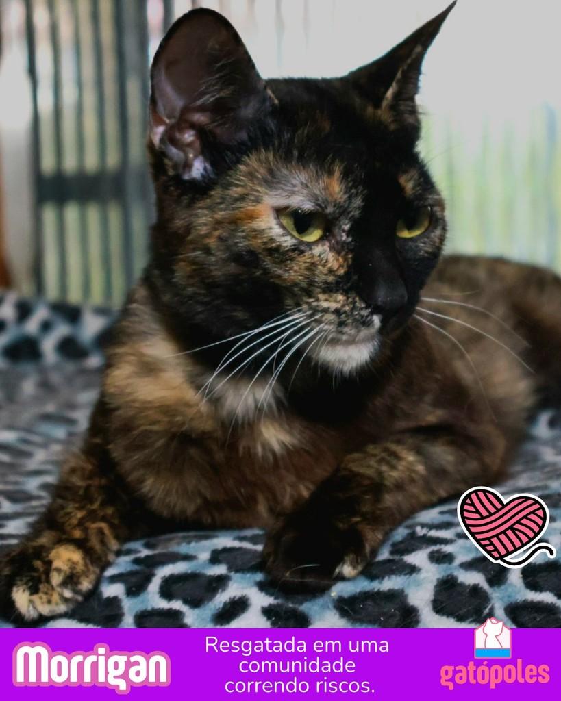Morrigan, gato para adoção em São Paulo - SP