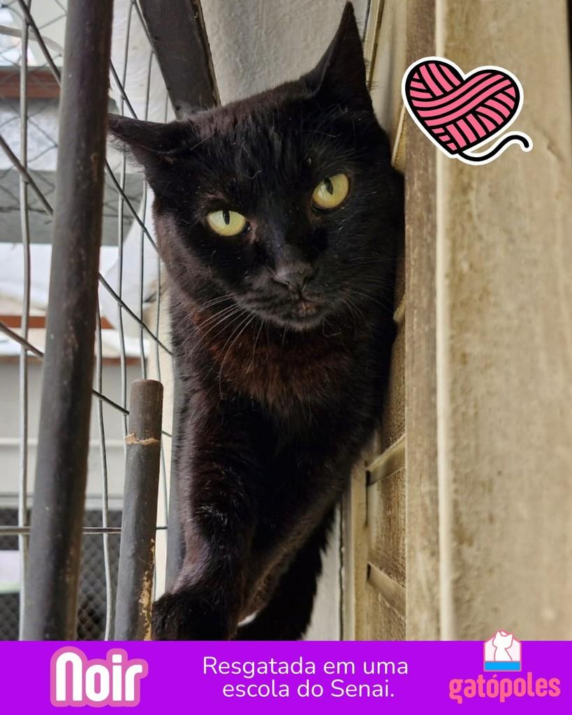 Noir, gata para adoção em São Paulo - SP