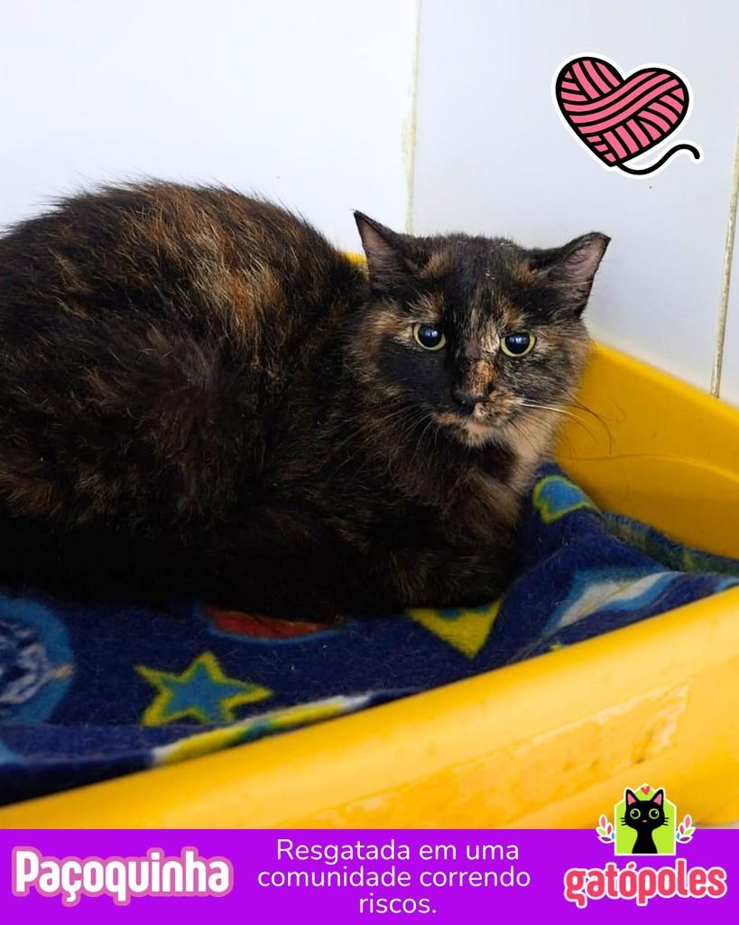 Paçoquinha, gata para adoção em São Paulo - SP