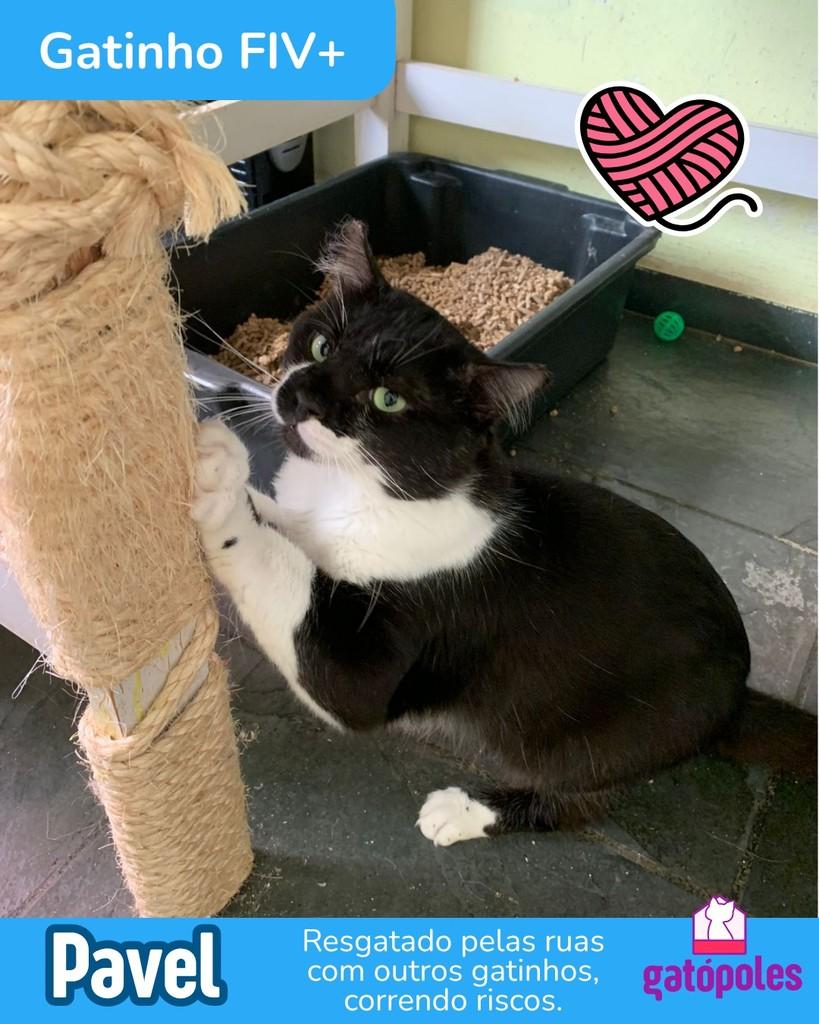 Pavel, gato de porte pequeno para adoção em São Paulo - SP