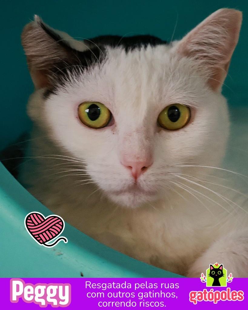 Peggy, gata de porte pequeno para adoção em São Paulo - SP