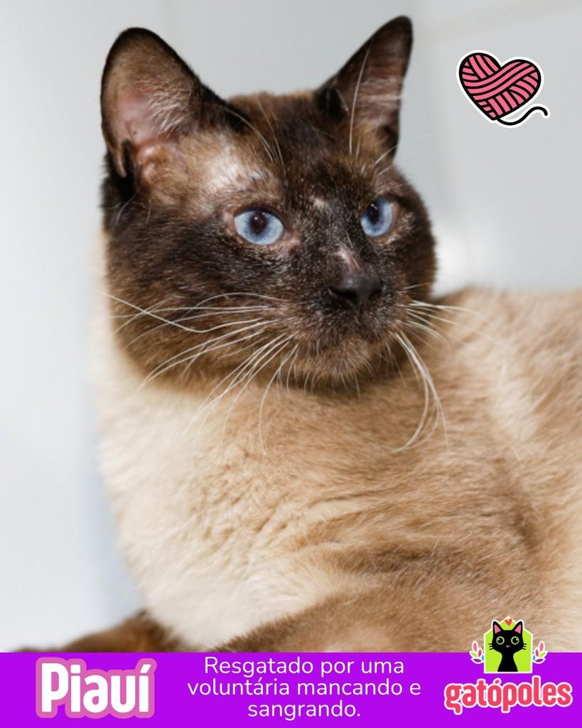 Piauí, gato para adoção em São Paulo - SP