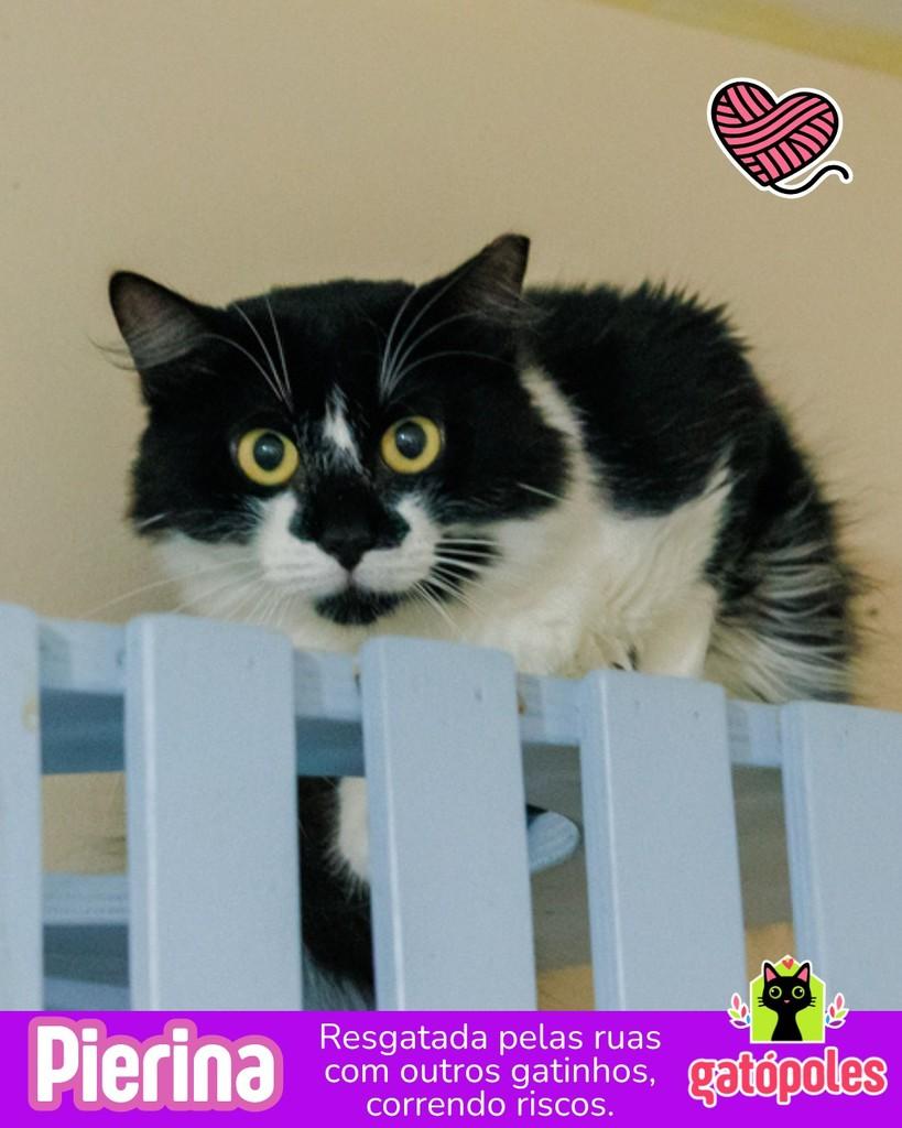 Pierina, gata de porte pequeno para adoção em São Paulo - SP