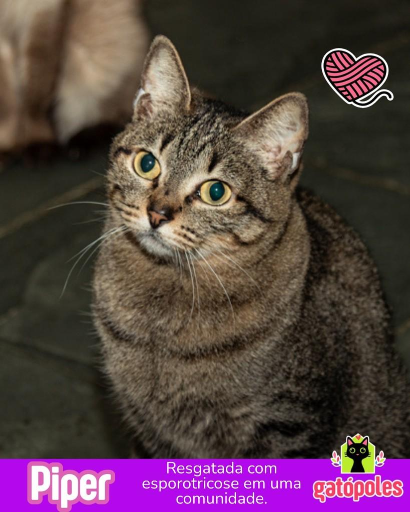 Piper, gato para adoção em São Paulo - SP