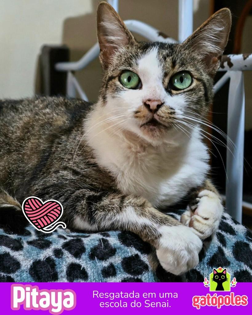 Pitaya, gata de porte pequeno para adoção em São Paulo - SP