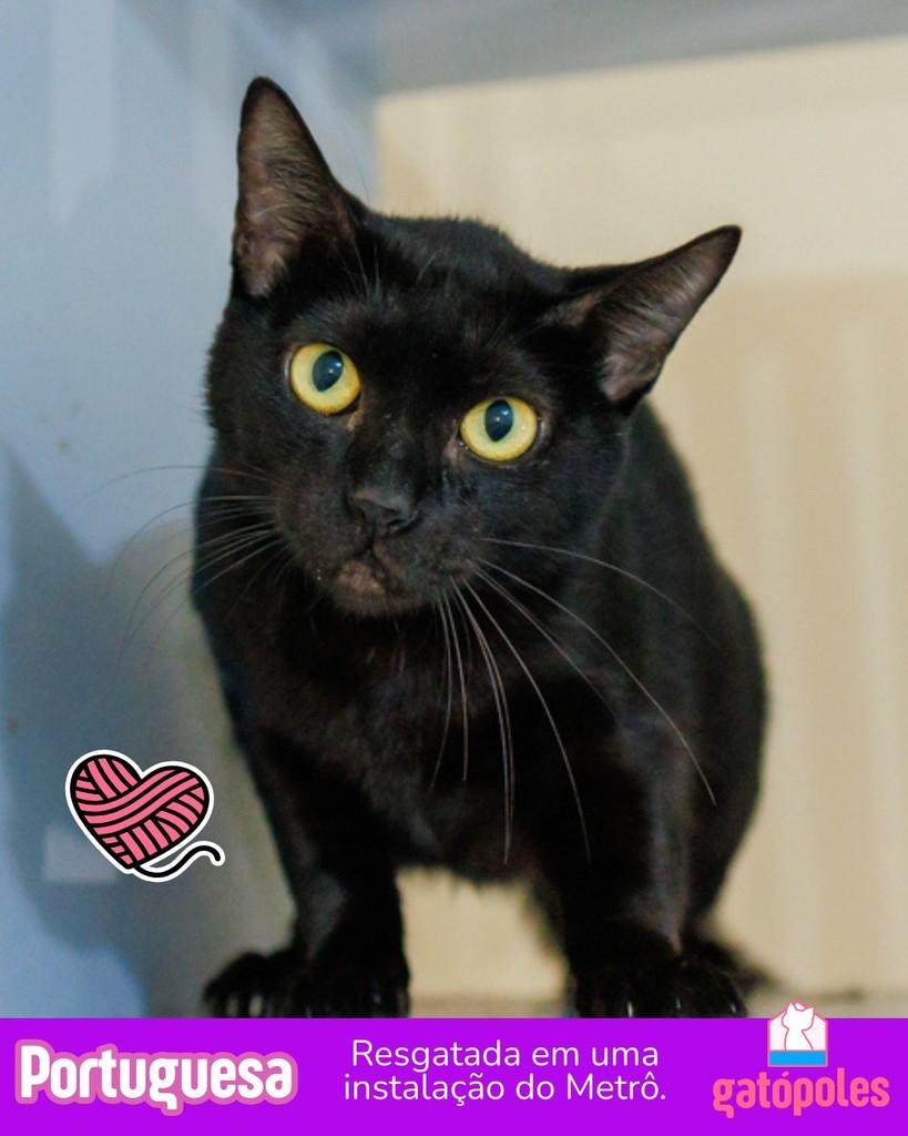 Portuguesa, gata para adoção em São Paulo - SP