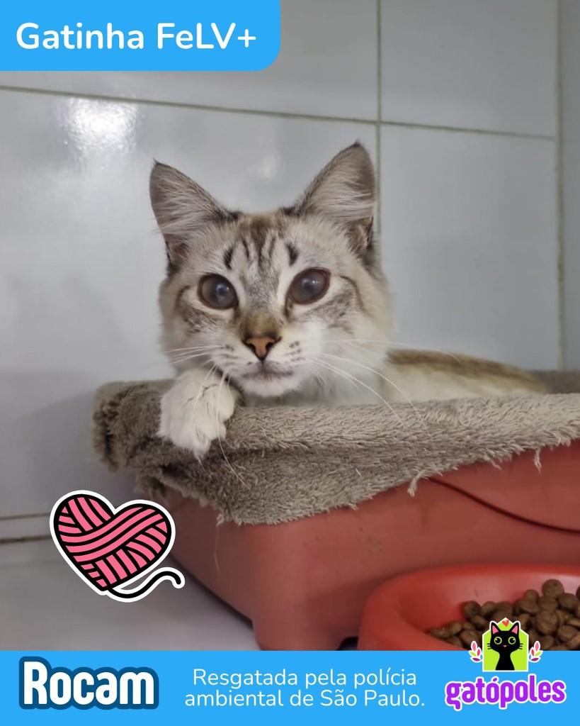 Rocam, gata para adoção em São Paulo - SP