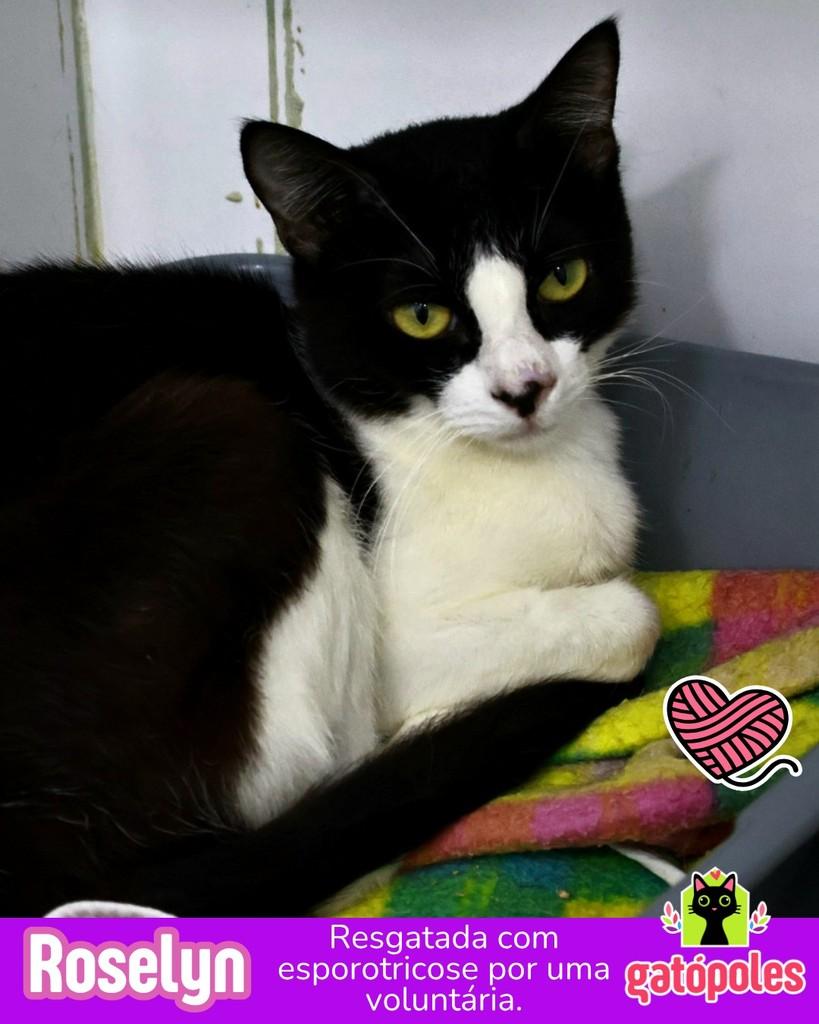 Roselyn, gato para adoção em São Paulo - SP
