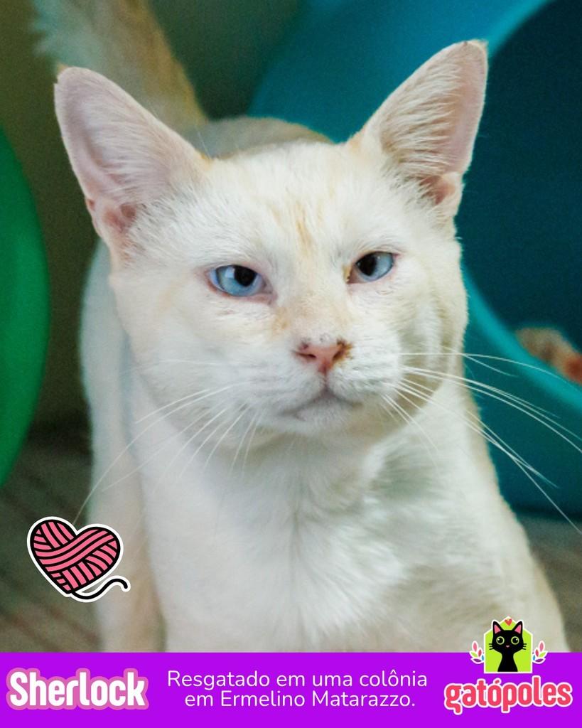 Sherlock, gato de porte médio para adoção em São Paulo - SP
