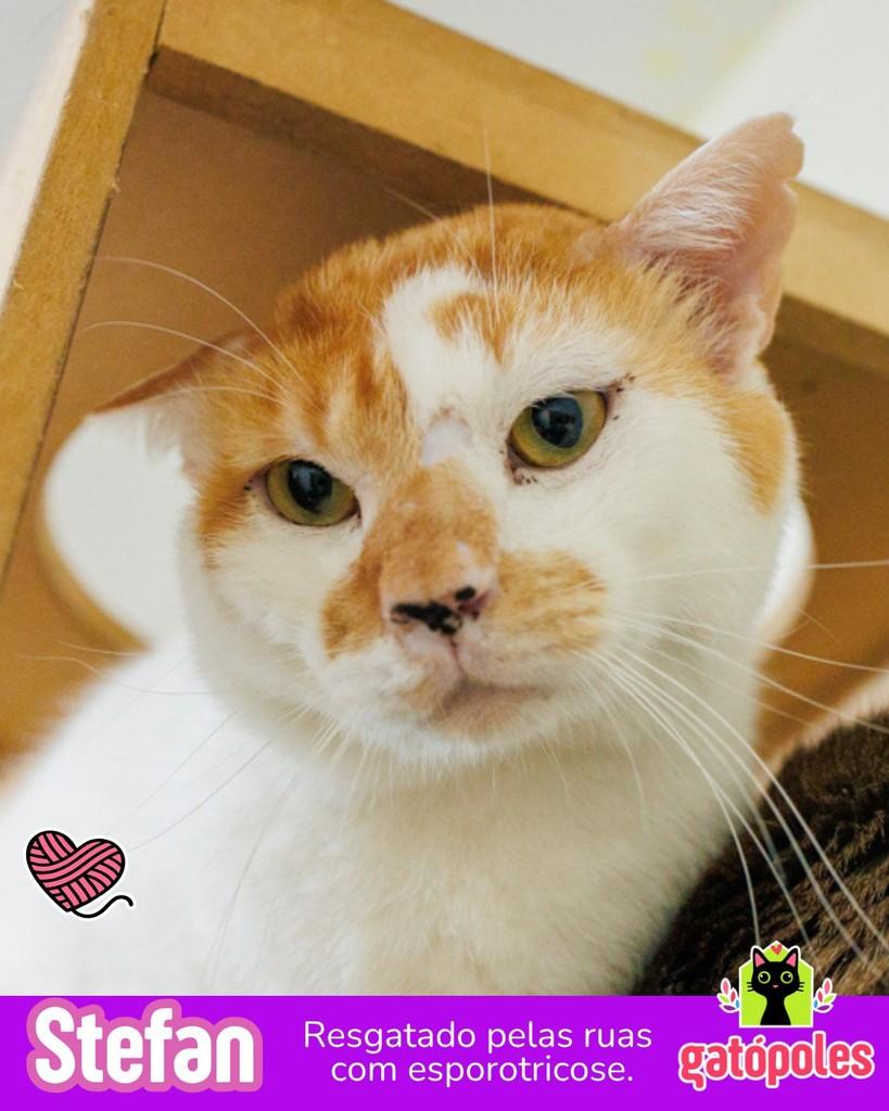 Stefan, gato de porte médio para adoção em São Paulo - SP