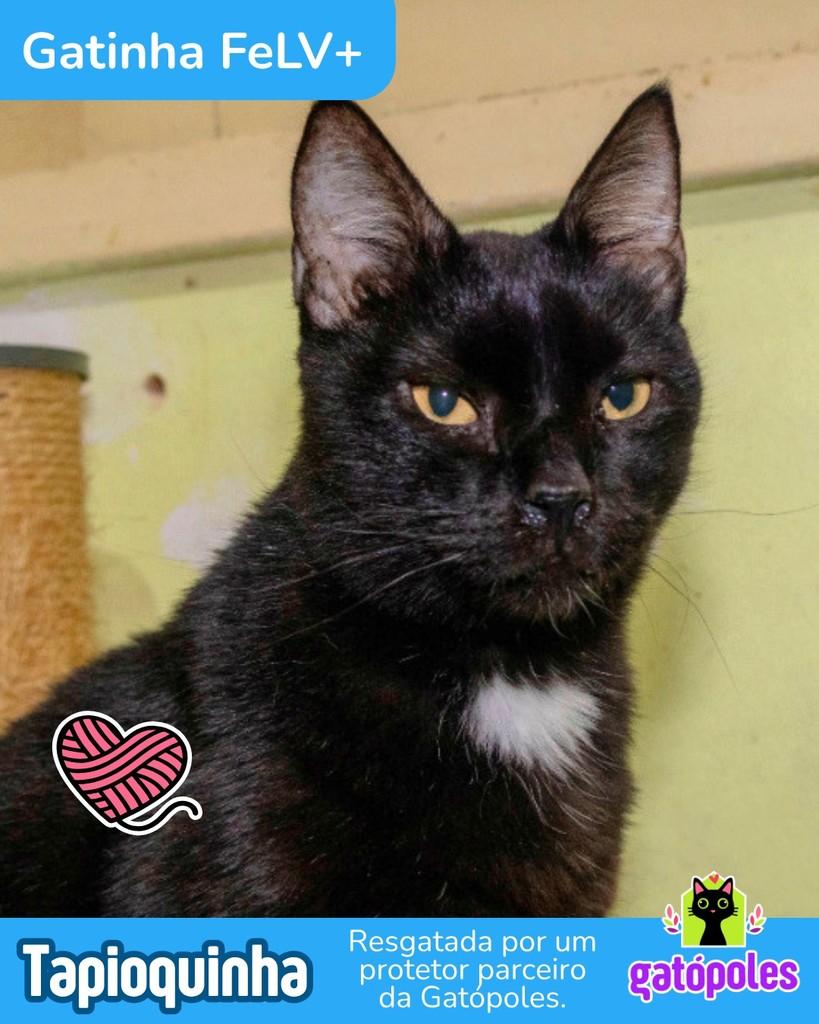 Tapioquinha, gata para adoção em São Paulo - SP