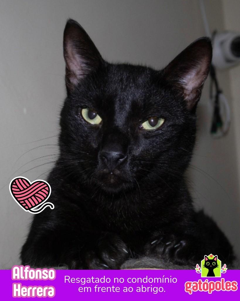 Alfonso Herrera, gato para adoção em São Paulo - SP