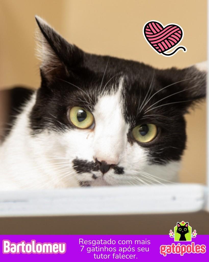 Bartolomeu, gato de porte médio para adoção em São Paulo - SP