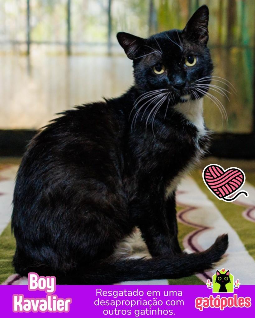 Boy Kavalier, gato para adoção em São Paulo - SP